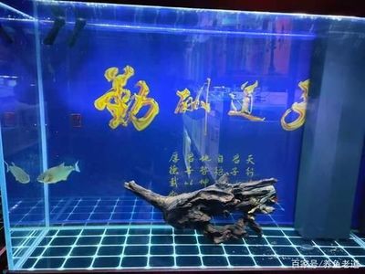 防城港市港口區逗魚水族用品店 水族愛好者的貼心伴侶